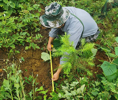 嚴(yán)把森林培育質(zhì)量關(guān)，譜寫資源培育新篇章