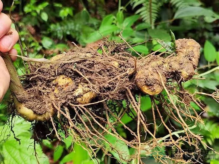 漠源琵琶丘基地黃精試種擴(kuò)容!金森探索林藥共生新路徑 漠源琵琶丘基地黃精試種擴(kuò)容!金森探索林藥共生新路徑